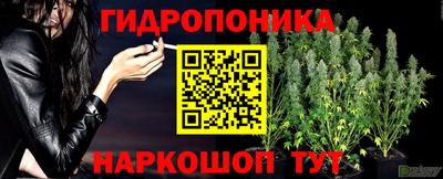 шишки Будённовск
